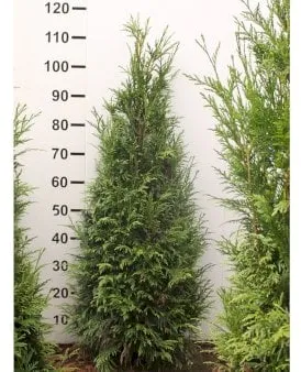 Kjempethuja