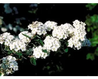 Brudespirea